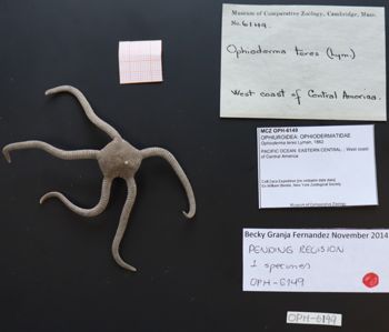 Media type: image; Invertebrate Zoology OPH-6149